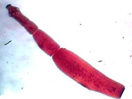 Echinococcus dospel